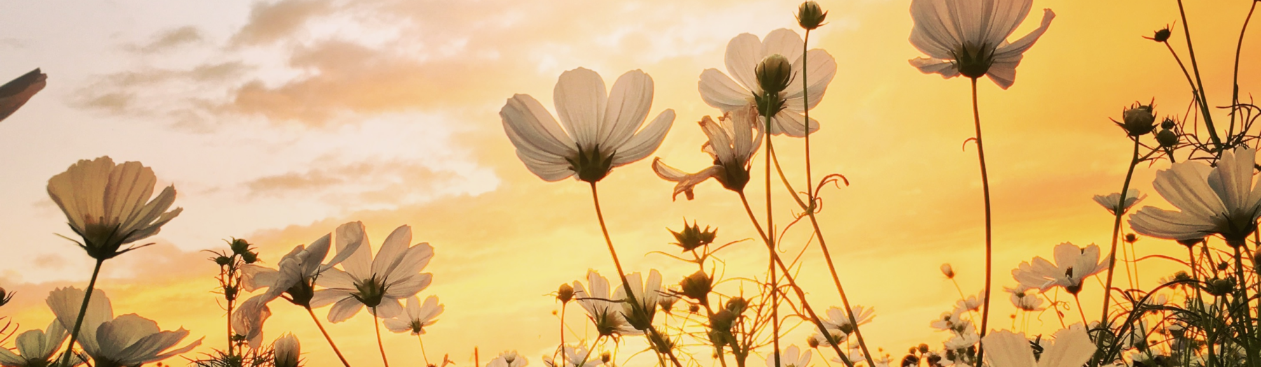 Flowers in the Spring